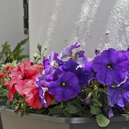 Joy Bed and breakfast Torremolinos