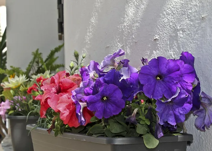 Joy Bed and breakfast Torremolinos